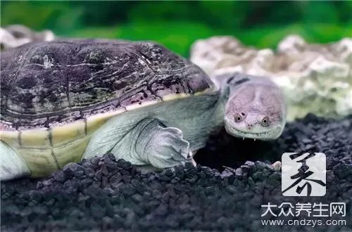 红烧小甲鱼的做法是什么？