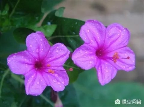 一年生花卉有哪些？