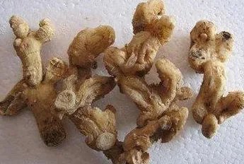 黄精的产地分布在哪些地方？