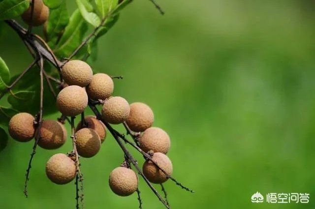 中国最出名的龙眼产地是哪里