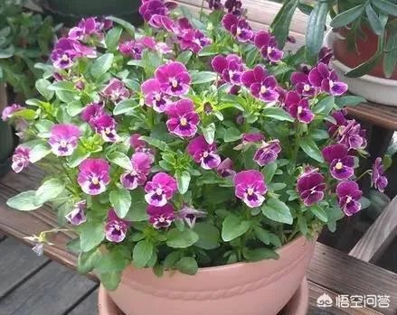 一年生花卉有哪些？