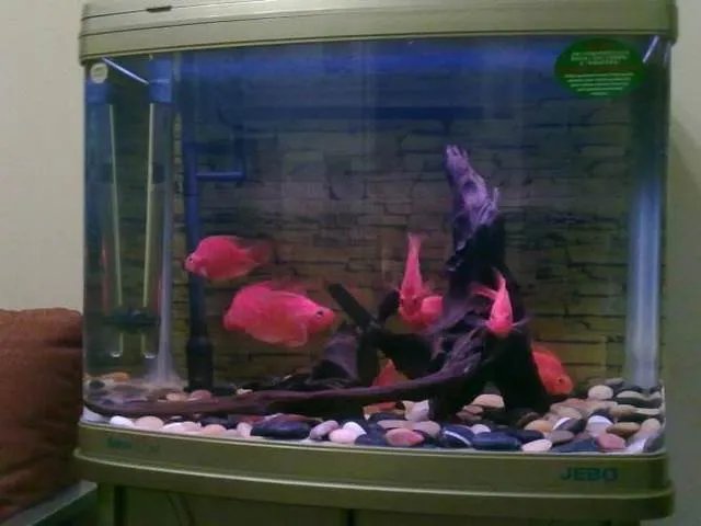 鱼缸水浑浊原因和解决方案