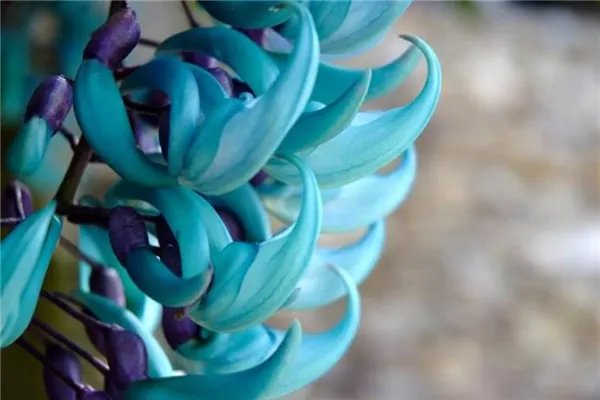 世界上最神秘的花排行榜 幽灵兰花上榜第四长相恐怖