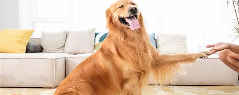 六畜指的是什么 六畜是什么意思