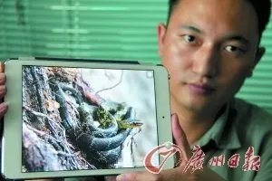 坎氏曙蛇是什么蛇？求图片