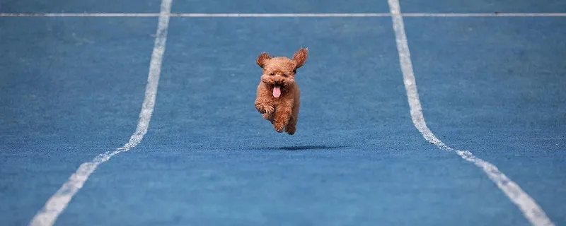 比熊和泰迪的区别