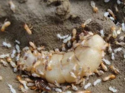 防治白蚁哪个公司比较好？