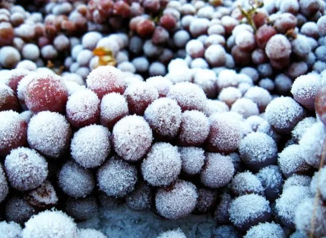 集安葡萄为何全国都出名？