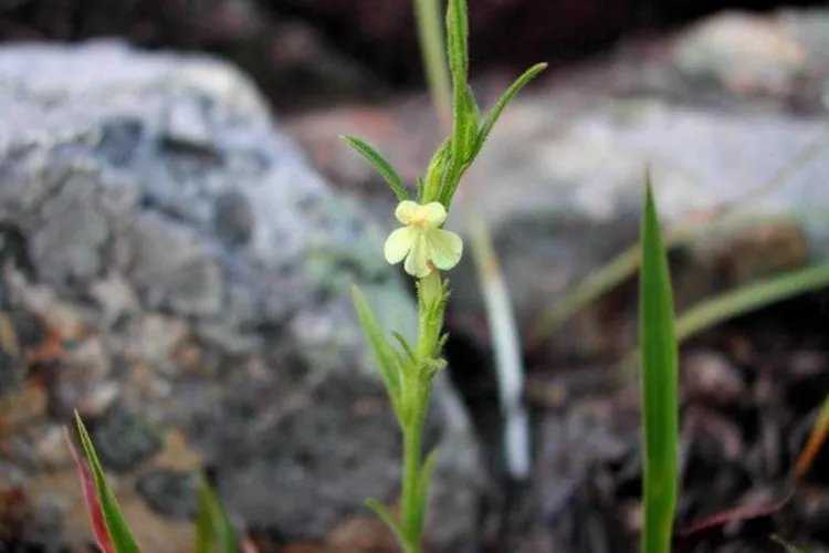 独脚金草药图片大全