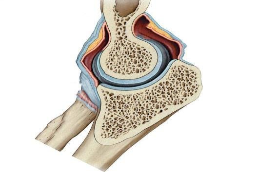 人体关节结构图