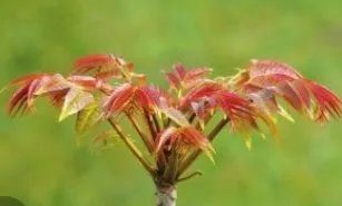 香椿价格已降至20元一斤，什么是香椿？