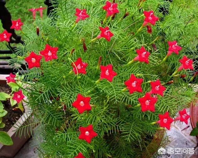 一年生花卉有哪些？