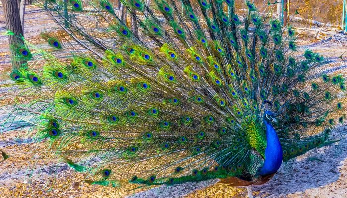 孔雀舞是哪个民族的