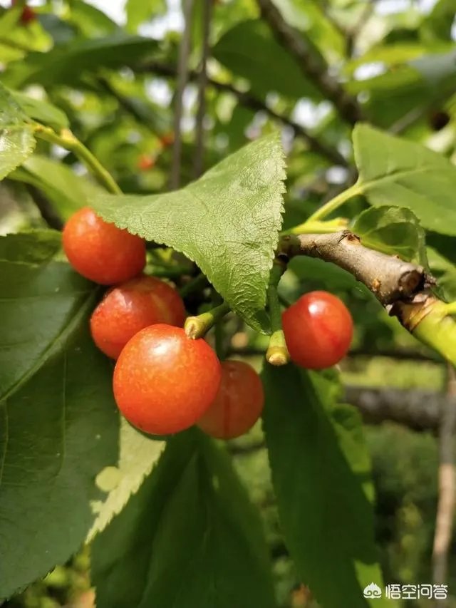 樱桃可以在农村的阳台上栽种吗？