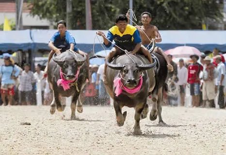 泰国骑水牛比赛：上百头水牛被骑手骑着赛跑（图）