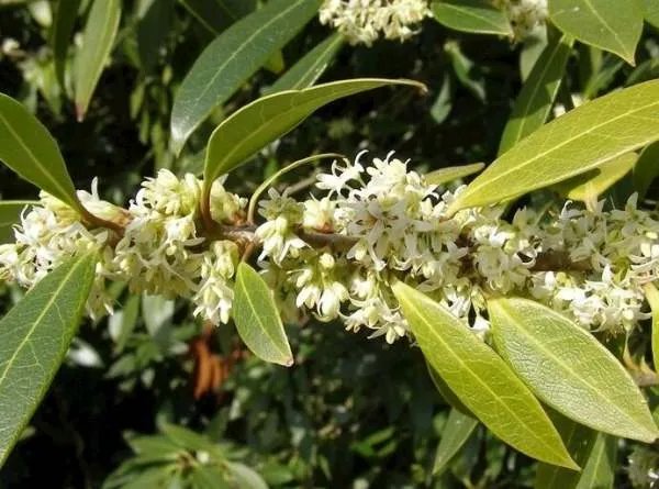 桂花几月份开花