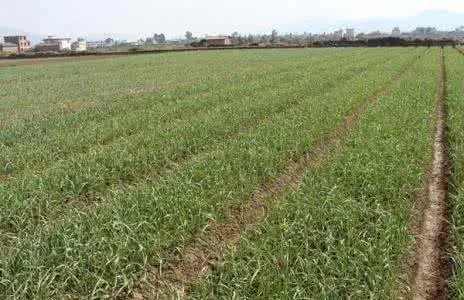 大蒜种植用什么肥料？