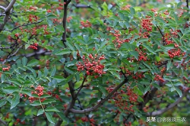 种花椒前景如何?