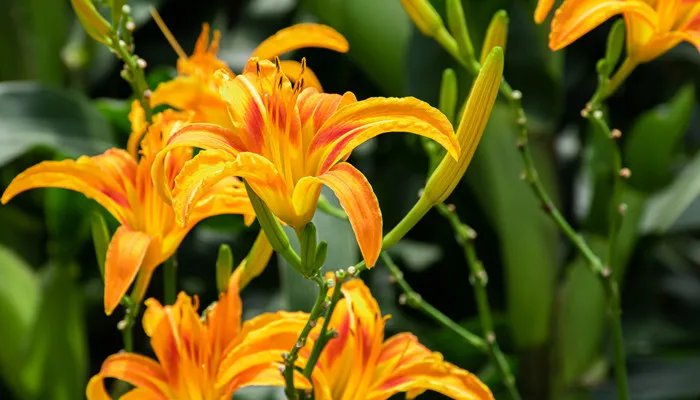 萱草花语 萱草花语是什么