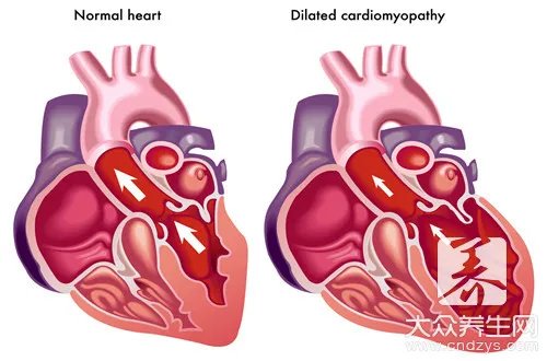  人体结构图五脏六腑