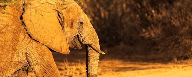 担任象群首领的是什么象 担任象群首领的是哪种象