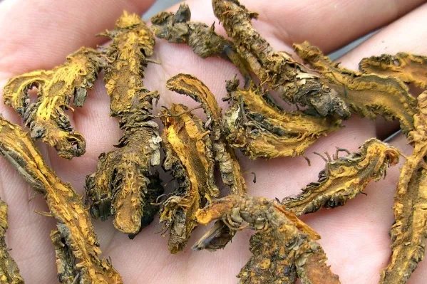 恩施十大土特产