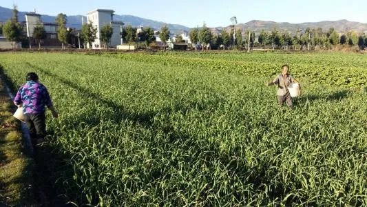 大蒜种植用什么肥料？