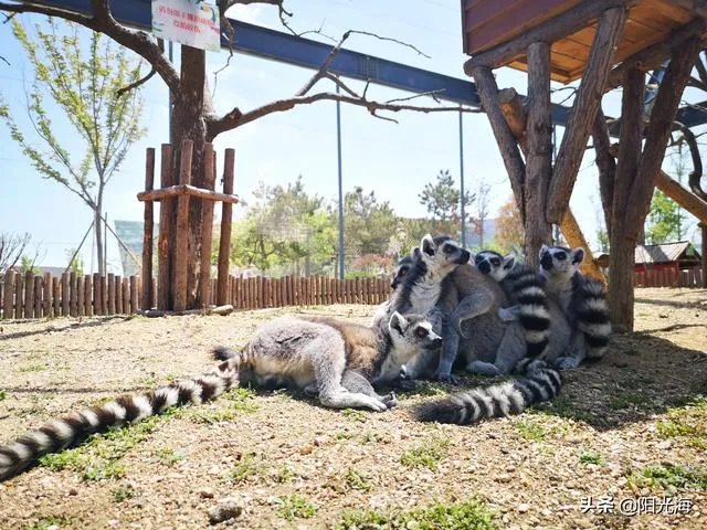 日照海洋公园门票多少钱？里边好玩吗？
