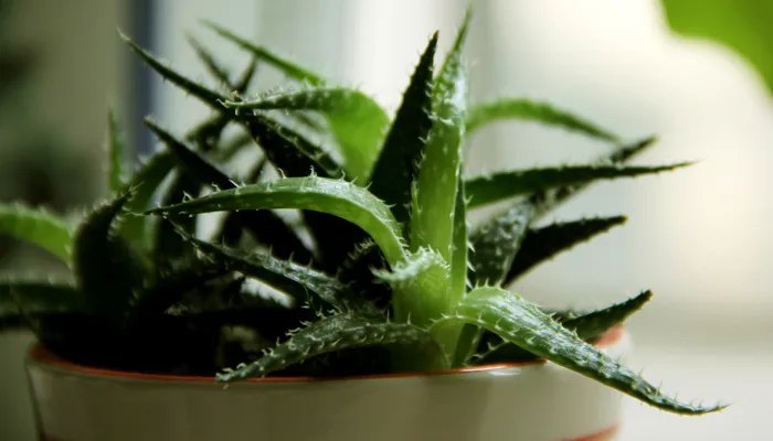 芦荟的养殖方法和注意事项 芦荟的养殖方法和注意事项有哪些