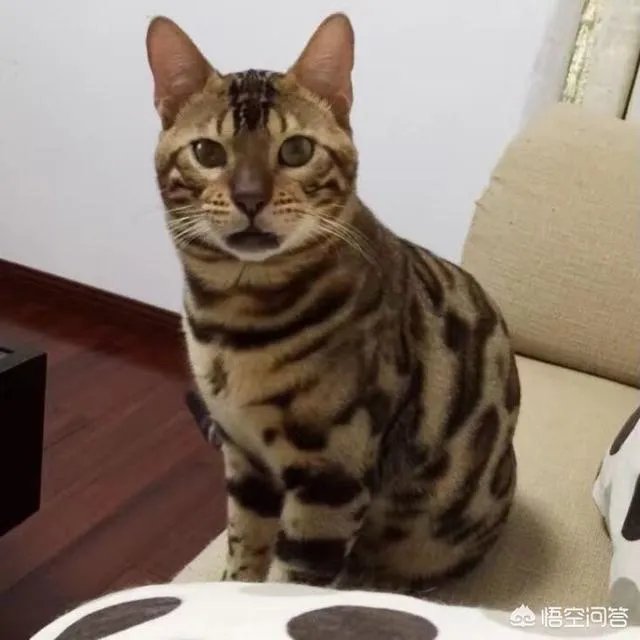 如何看待泰国女子养豹当宠物称是朋友这件事？