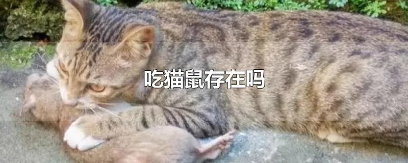 吃猫鼠存在吗
