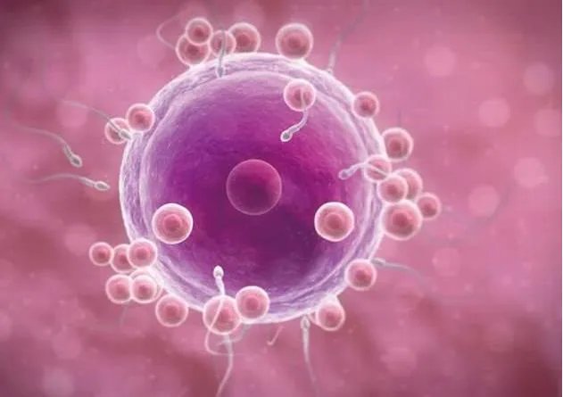 合肥供卵试管-为什么盛海琳绝经后还会有卵子？ 她是捐赠卵子还是自己的卵子用于试管受精？