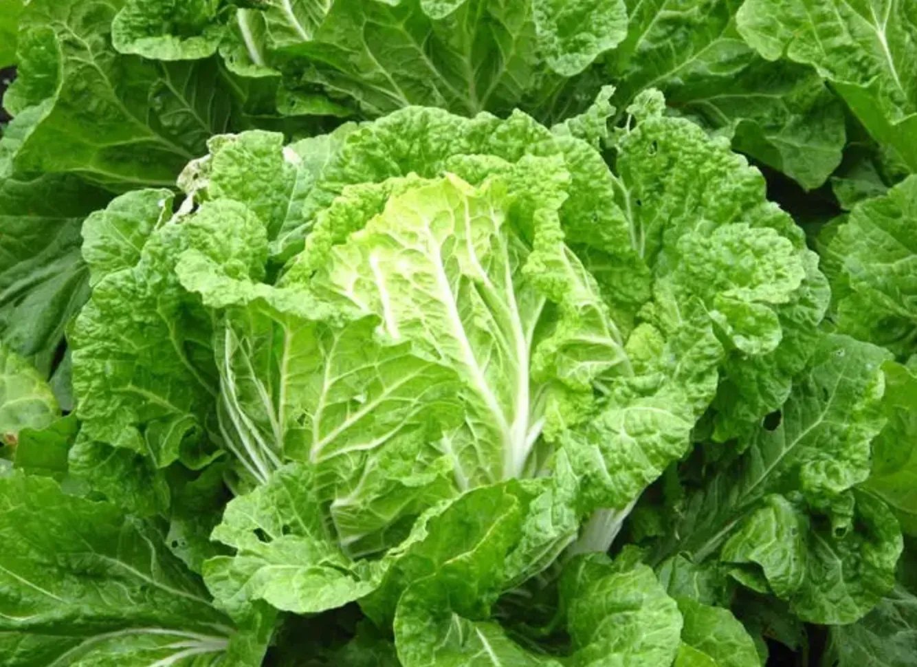 白菜的功效与作用