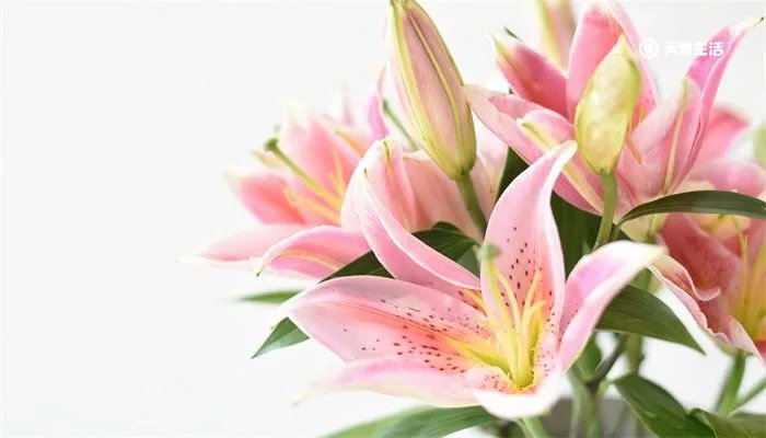 过生日送什么花