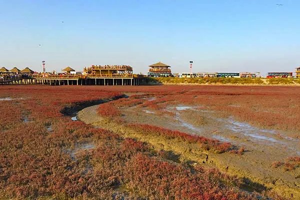 盘锦红海滩几月去最好 盘锦红海滩最佳旅游时间