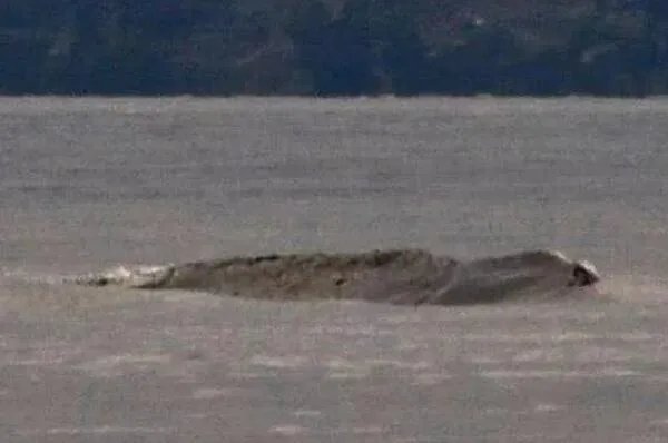 十大最出名怪物排行 吸血鬼上榜,第八是被证实真实存在的