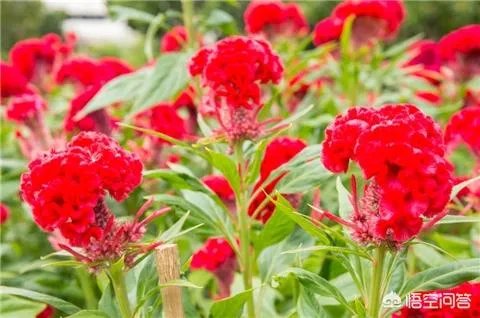 一年生花卉有哪些？