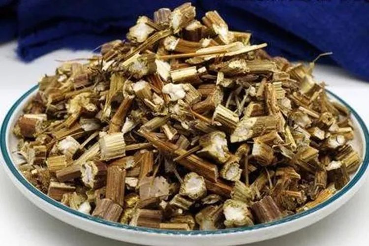 中药一枝蒿图片