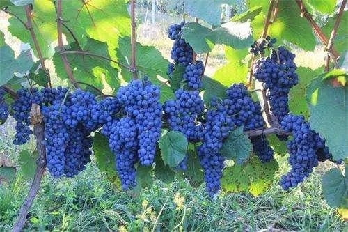集安葡萄为何全国都出名?