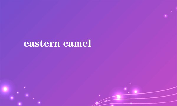 eastern camel