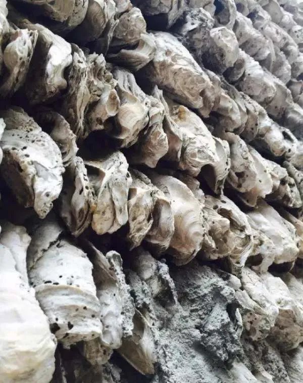 我国真正的“蚝宅”是哪里呢？是怎样建成的？