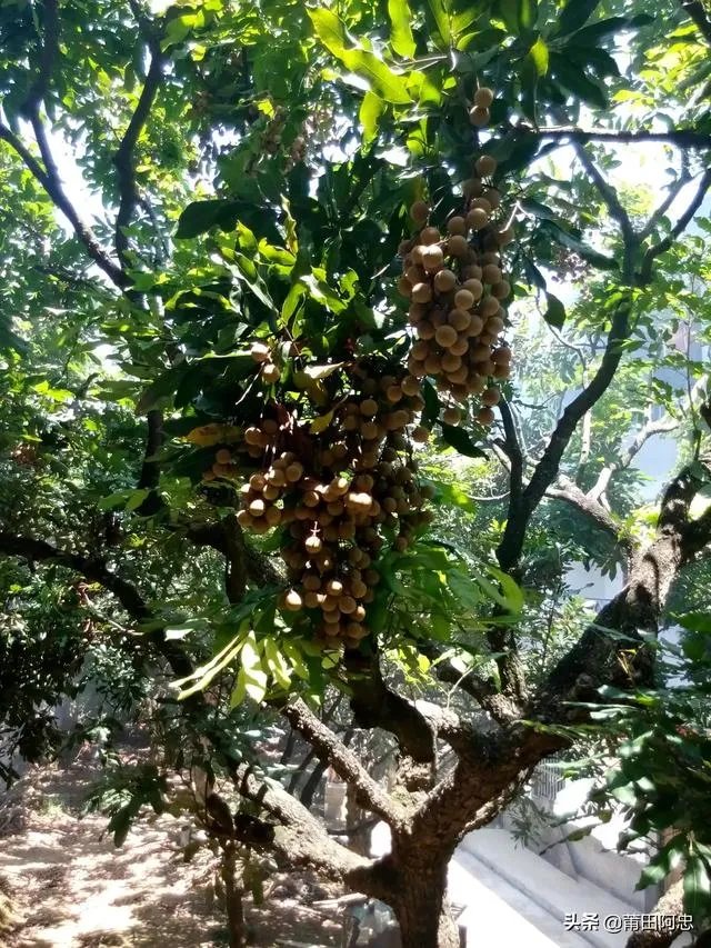中国最出名的龙眼产地是哪里