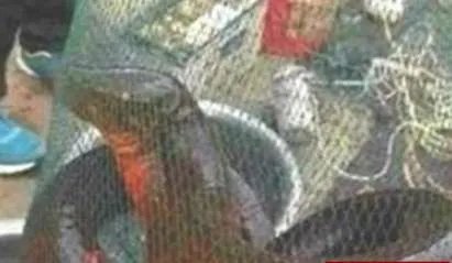 世界上最大的黄鳝，长1.5米重36斤