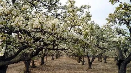 石家庄有哪些城市文化名片?