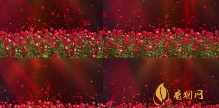 玫瑰中华结局是什么？深入探究