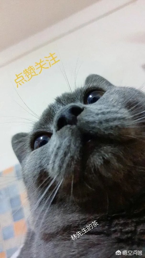 死老鼠放进火锅内勒索店家500万，你如何看待此行为？