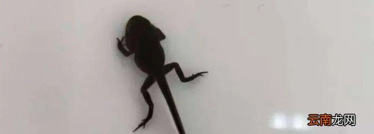 小蛙长什么样子