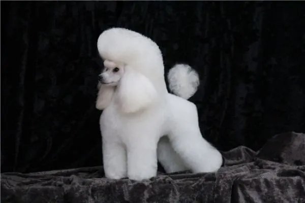 上海宠物美容培训哪里教的好？