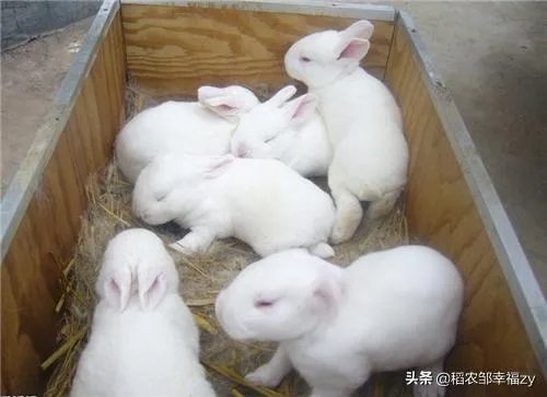 种兔该怎么养殖？