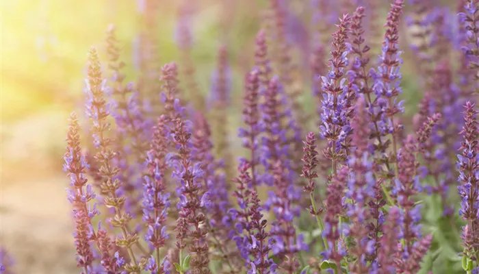 普罗旺斯是哪个国家的 普罗旺斯是哪个国家的哪个城市